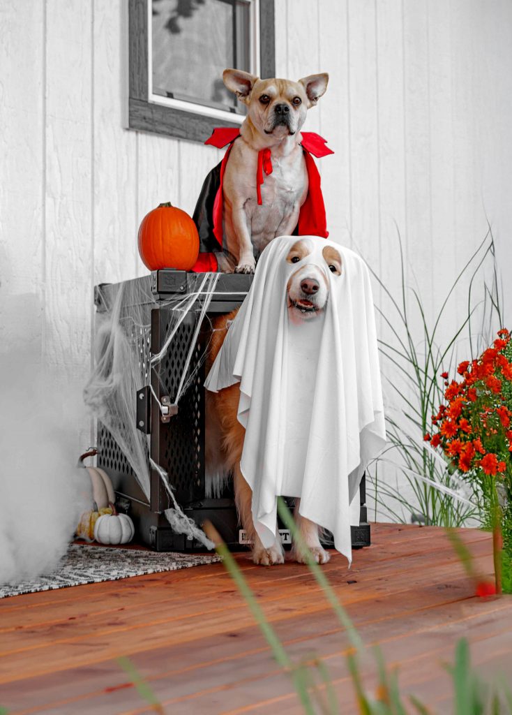 Halloween Hijinks: Tricks & Treat’s for a Pet Friendly Halloween